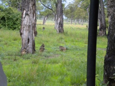 Baboon family starting their day.jpg