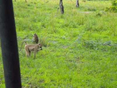 Baboon family starting their day 2.jpg