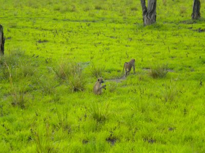 Baboon just wandering.jpg