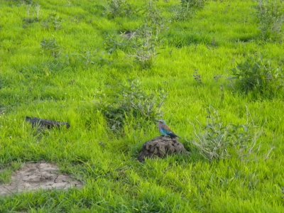 Bird Lavender Breasted Roller.jpg