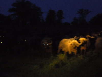 Cape Buffalo eyes in the dark.jpg