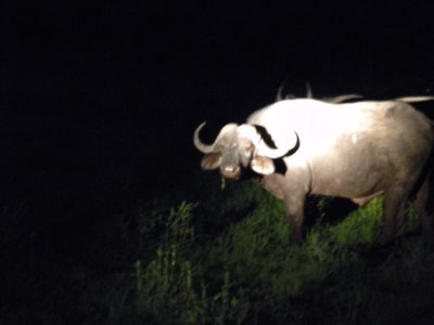 Cape Buffalo I LOVE these guys faces.jpg