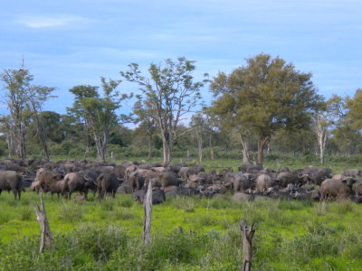 Cape buffalo milling about 3.jpg