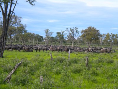 Cape buffalo milling about 4.jpg