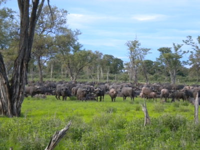 Cape buffalo milling about 5.jpg