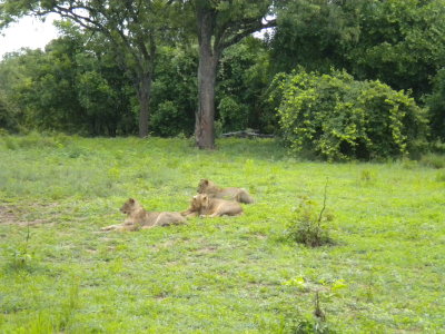 Lion the pride of females 9.jpg