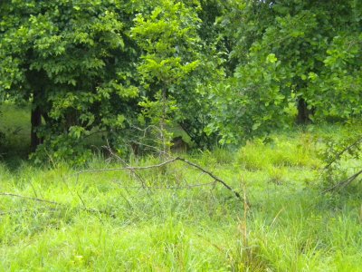 Lion under a tree.jpg