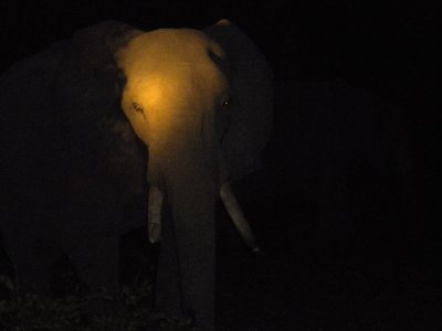 Elephant at the end of our last ride 4.jpg