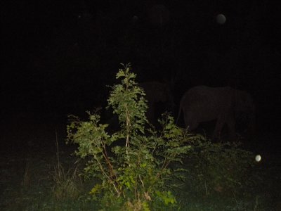 Elephant at the end of our last ride  they are in the dark.jpg