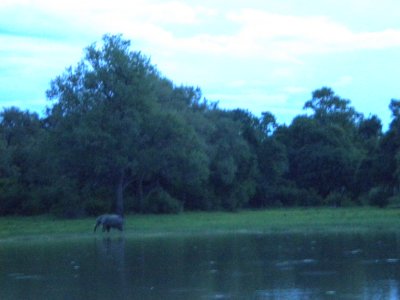 Elephant they came for coctails.jpg