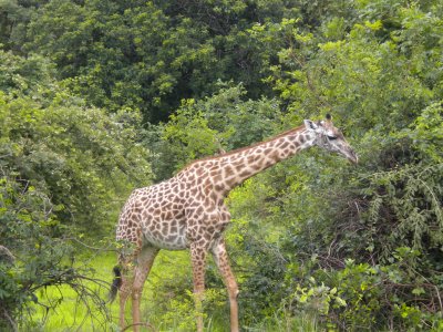 Giraffe having their Christmas breakfast 4.jpg