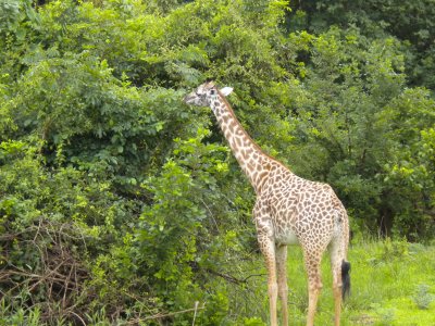 Giraffe having their Christmas breakfast 5.jpg