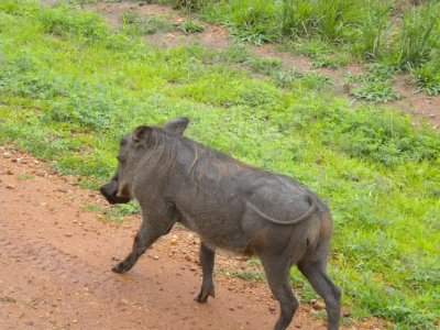 Warthog wandering down the road.jpg