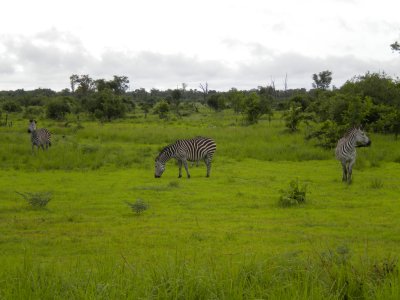 Zebra grazing.jpg