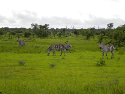 Zebra grazing 2.jpg
