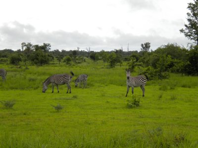 Zebra grazing 4.jpg