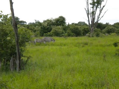 Zebra grazing 5.jpg