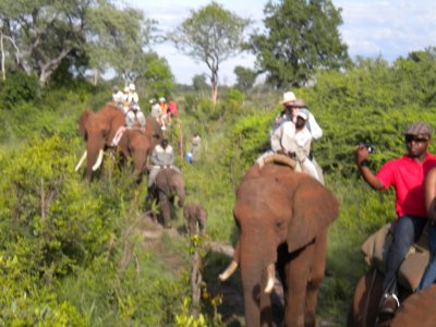  A trail of Elephants.jpg