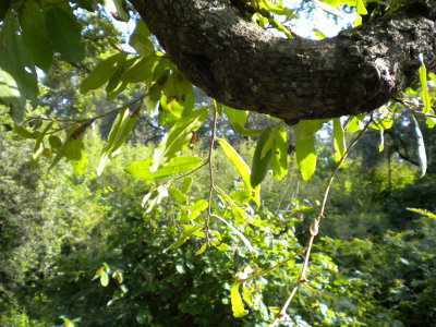 It was a spiderweb but you cant tell.  I still like this shot.jpg