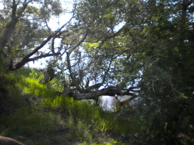 Just a pretty view.jpg