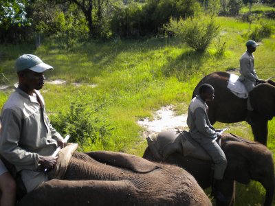 Three elephants.jpg