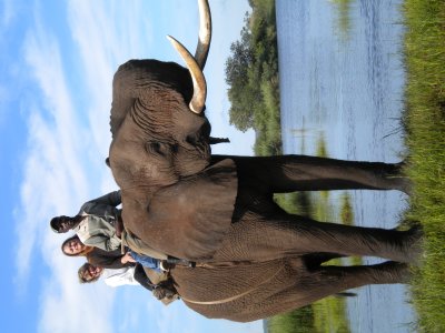 Our official Elephant safari picture.jpg
