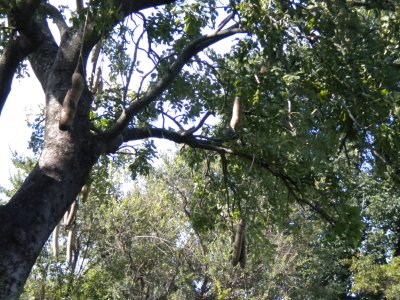 A giant sausage tree.jpg