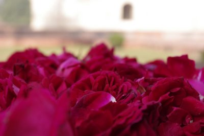 Flowers at I'timad-ud-Daulah Tomb (5).jpg