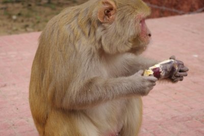 Monkey on Taj Grounds (2).jpg