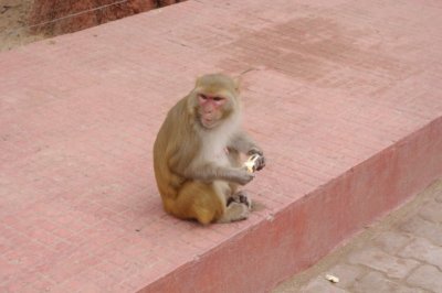 Monkey on Taj Grounds.jpg