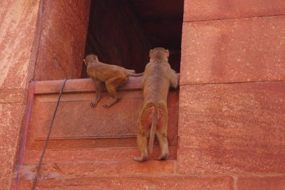 Monkeys Play at Entrance (2).jpg