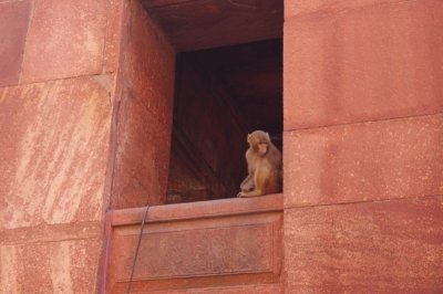 Monkeys Play at Entrance.jpg
