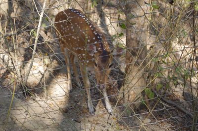 Deer at Meghla Safari (2).jpg