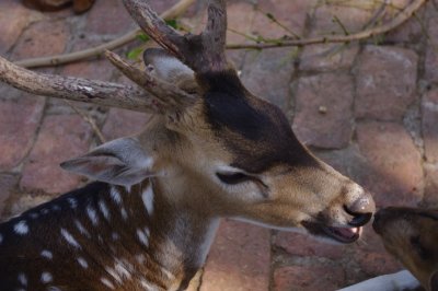 Deer at Meghla Safari (3).jpg