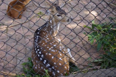 Deer at Meghla Safari (4).jpg