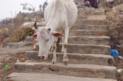 Cows Can Go Down Stairs.jpg