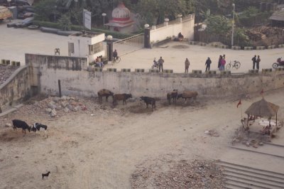 Cows Near Ganges.jpg