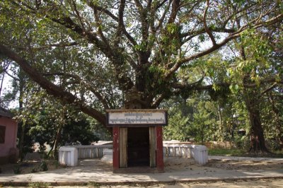 Bodhi Tree in Buddhist Monestary.jpg