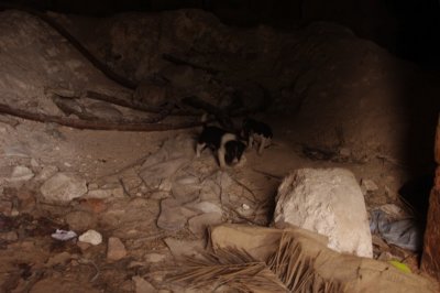 Dogs at Iza Khan's Tomb (2).jpg
