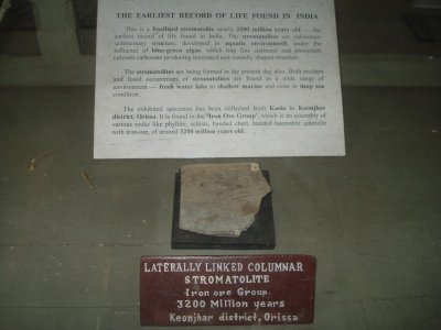 Oldest Fossil in India.jpg