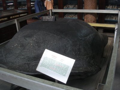 Prehistoric Tortoise - Indian Museum.jpg