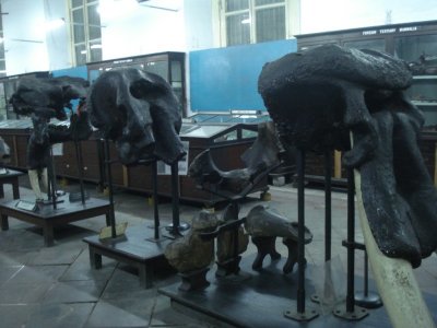 Skeleton - Indian Museum.jpg