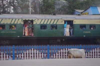 Indian Train and Cow.jpg