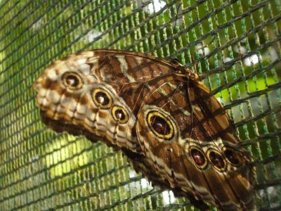 Butterfly at Sarapiqui Ranch (2).jpg