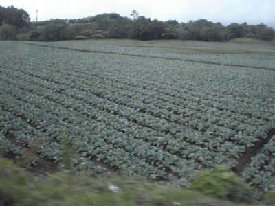 Farmside Cabbage.jpg