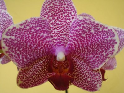 Mariposa Orchid at National Museum (2).jpg