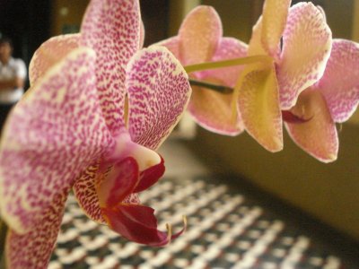 Mariposa Orchid at National Museum (3).jpg
