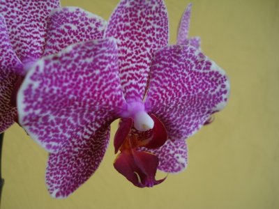 Mariposa Orchid at National Museum.jpg