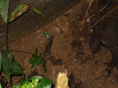 Poisonous Frogs at Sarapiqui Ranch (2).jpg