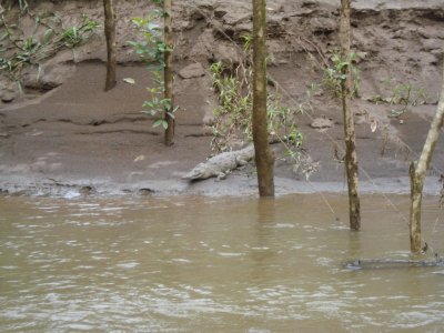 Sarapiqui Crocodiles (2).jpg